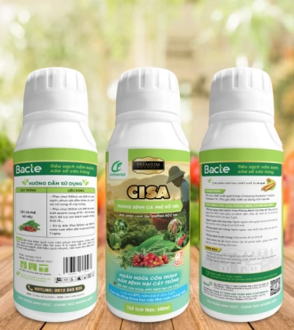 CISA NỨT THÂN XÌ MỦ