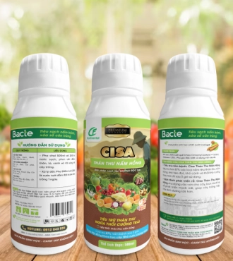 CISA THÁN THƯ NẤM HỒNG