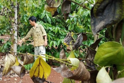 Bảo toàn phân bón cho cây cà phê
