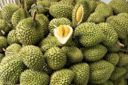 Sầu riêng bị Trung Quốc trả về, Doanh nghiệp gửi thẳng lên Thủ tướng một chuyện bất thường