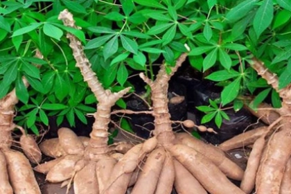 Diện tích cây khoai mì của Tây Ninh đứng đầu cả nước