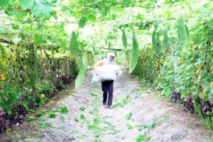 TRỒNG MƯỚP ĐẮNG HỮU CƠ TRÊN VÙNG ĐẤT CÁT