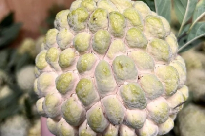 Loại na đấu giá 100 triệu/quả: Trước phải chặt bỏ, nay giới sành ăn lùng mua