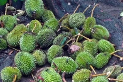 Lâm Đồng: Khuyến cáo không thu hoạch sầu riêng non