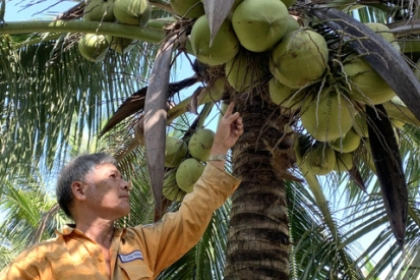 Trà Vinh chuẩn bị kỹ, sẵn sàng đón cơ hội xuất khẩu dừa tươi