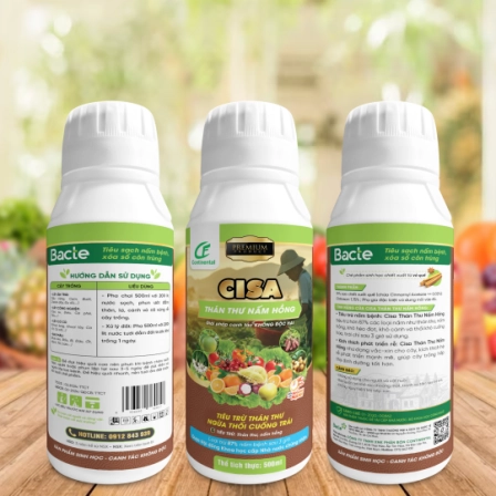 CISA THÁN THƯ NẤM HỒNG