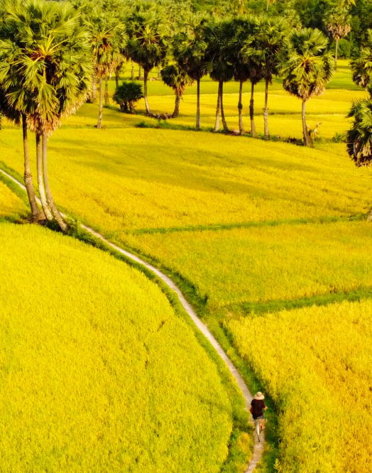 Giới thiệu về Continental (CF)